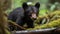 Curious Black Bear Cub Explores Forest Floor at Dawn