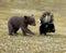 Curious Black Bear (Ursus americanus) and Striped Skunk