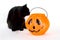 Curious Black Kitten and Candy Pumpkin