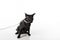 Curious Black Oriental Shorthair Cat Sitting on White Table with Reflection and Leash. White Background. Looking Left.