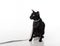Curious Black Oriental Shorthair Cat Sitting on White Table with Reflection and Leash. White Background. Looking Left.
