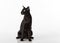 Curious Black Oriental Shorthair Cat Sitting on White Table with Reflection. White Background. Looking Left.
