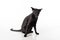 Curious Black Oriental Shorthair Cat Sitting on White Table with Reflection. White Background. Open Mouth. Angry