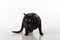 Curious Black Oriental Shorthair Cat Standing on White Table with Reflection. White Background. Looking Left.