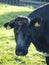 Curious black or red white frysian cows and bull on the green meadows of the Krimpenerwaard