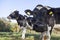 Curious black and white cow in meadow