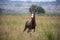 Curious Blesbok standing in the tall green grass