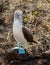 Curious blue footed booby seabird on Galapagos