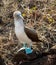 Curious blue footed booby seabird on Galapagos