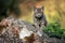 Curious Bobcat Kitten