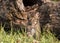 Curious Bobcat Kitten