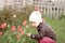 A curious boy looking into a tulip looking for the bugs. a child having fun outdoors at the sunset in spring. a cute boy smelling