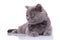 Curious British Shorthair cat wearing bowtie and looking away