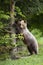 Curious brown bear standing in upright position and touching tree in spring