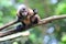 Curious brown capuchin