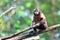 A curious brown capuchin on a tree branch