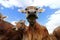 Curious brown cattle on a pasture in Bavaria