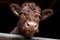 Curious Brown Cow â€“ British Cattle