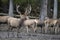 Curious brown european deer with beautiful antler at herd