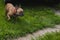 Curious Brown french bulldog hunting, Cute french bulldog playing