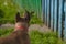 Curious Brown french bulldog hunting, Cute french bulldog playing