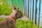 Curious Brown french bulldog hunting, Cute french bulldog playing and looking at fence