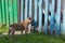 Curious Brown french bulldog hunting, Cute french bulldog playing. Summer in countryside