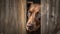 Curious Brown Labrador Peeking from Behind a Wall. Perfect for Pet Lovers.