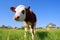 Curious bull-calf gets close