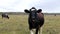 Curious bull calf in a pasture looks at the camera and nods its funny hornless head