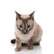 Curious burmese cat sits and looks down