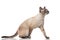 Curious burmese cat steps and looks to side