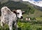 Curious calf in caucasus