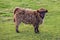 Curious calf on a meadow