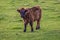 Curious calf on a meadow