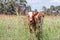 Curious calf in a meadow