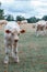 Curious calf. Young cow showing curiosity on an English rural fa