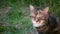 Curious calico cat looks into the camera portrait