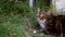 Curious calico cat looks into the camera portrait