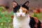 Curious calico cat sitting outside.