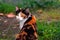 Curious calico cat sitting outside.