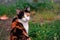 Curious calico cat sitting outside.