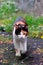 Curious calico cat walking outside.