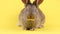 a curious calm fluffy brown rabbit sits on a yellow bed background, in a curtain plan