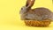 a curious calm fluffy brown rabbit sits on a yellow bed background, in a curtain plan