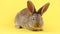 a curious calm fluffy brown rabbit sits on a yellow bed background, in a curtain plan