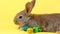 a curious calm fluffy brown rabbit sits on a yellow bed background, in a curtain plan