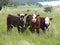 Curious calves, New Zealand