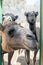 Curious camels (dromedaries)