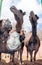 Curious camels (dromedaries)